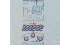 راهنمای نظری و عملی استخراج DNA(مهندس فاطمه ناصری)