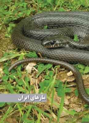 مارهای ایران (مهدی رجبی زاده . حاج قلی کمی)