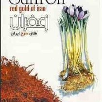 زعفران طلای سرخ ایران saffron red gold of iran (تراب امیر قاسمی)