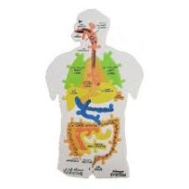 پازل آموزشی اعضای بدن انسان امید (فومی)