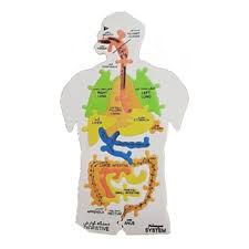 پازل آموزشی اعضای بدن انسان امید (فومی)