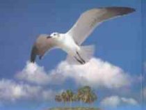 آخرین جزیره (زولفولیوانلی پری اشتری)