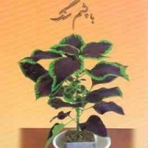 کشت هیدروپونیک با پشم سنگ (مهندس غلامحسین نصوحی)