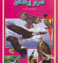 اسرار پرندگان (فاطمه سروش راد . حباب)