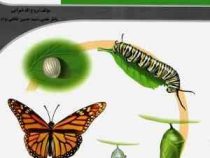 نانو آموزش جامع زیست شناسی دوره دوم متوسطه پایه دهم 97 96