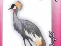 از کی بپرسم : پرندگان