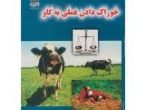 خوراک دادن عملی به گاو (اینرا . محمد مهدب طباطبائی)