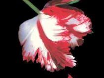 ماه نو (استفنی مه یر، ایرج مثال آذر)