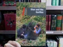 dian and the gorillas