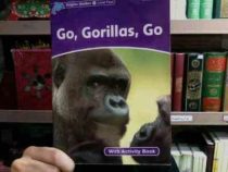Dolphin Readers 4:Go Gorillas Go(Story WB CD)