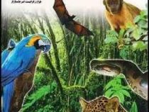 آشنایی با آمازون (سمیه مظفری.امیر حامدپاژتار)
