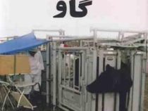 راهنمای تلقیح مصنوعی در گاو (دکتر ایمان آرشیان)