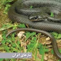 مارهای ایران (مهدی رجبی زاده . حاج قلی کمی)
