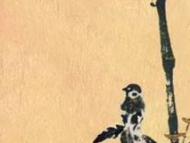 زمزمه ها (محمدرضا شفیعی کدکنی)