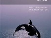 Orca