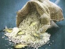 اصول و مبانی پرورش ماهی در مزارع برنج (محسن موحدی دهنوی.محمد عظیمی گندمانی.مصطفی علی نقی زاده.حسین د