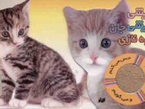 پیشی پیشی جان چه نازی (لمس و حس میکنم و می گویم)