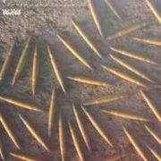 لشکر اول پیاده نظام : کتاب راهنمای سربازان آمریکایی در اعزام به عراق غیر محرمانه (جان.آر.اس.باتیست.م