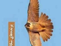 پرنده های شکاری ایران (پرویز بختیاری . ایرانشناسی)