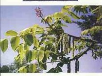 گیاه شناسی عمومی برای فراگیران علوم زیستی و کشاورزی (اسداله اسکندری)