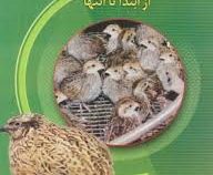 راهنمای کامل پرورش بلدرچین از ابتدا تا انتها