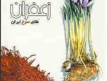 زعفران طلای سرخ ایران saffron red gold of iran (تراب امیر قاسمی)