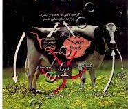 جنبه های فیزیولوژی تغذیه نشخوار کنندگان (پرفسور سوان . محمد مهدی طباطبایی)