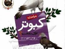 چرا خدا چنین کرد 3 :چرا خدا به کبوتر نوک داده است؟ (غلامرضا حیدری ابهری.حمیدرضا بیدقی)