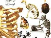 دانستنی های اسکلت انسان و حیوانات (استیو پارکر . محمد صادق شریعتی)
